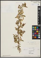 Foto von Salix acmophylla Boiss.